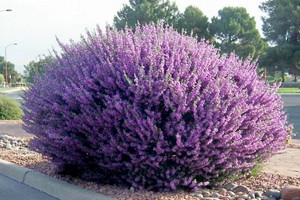 Purple Desert Sage