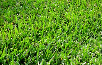 Phoenix transition to Bermuda Grass in the Spring