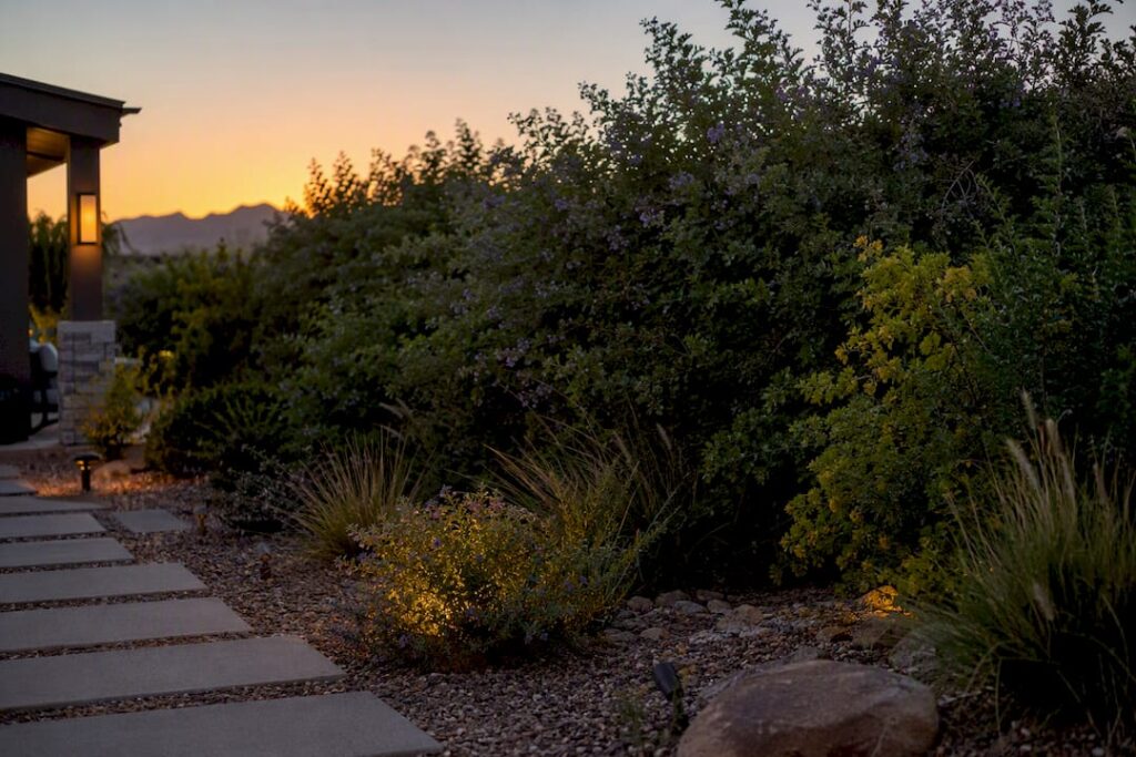 Arizona backyard with dense desert privacy plants