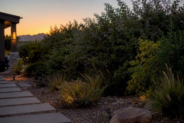 Arizona backyard with dense desert privacy plants